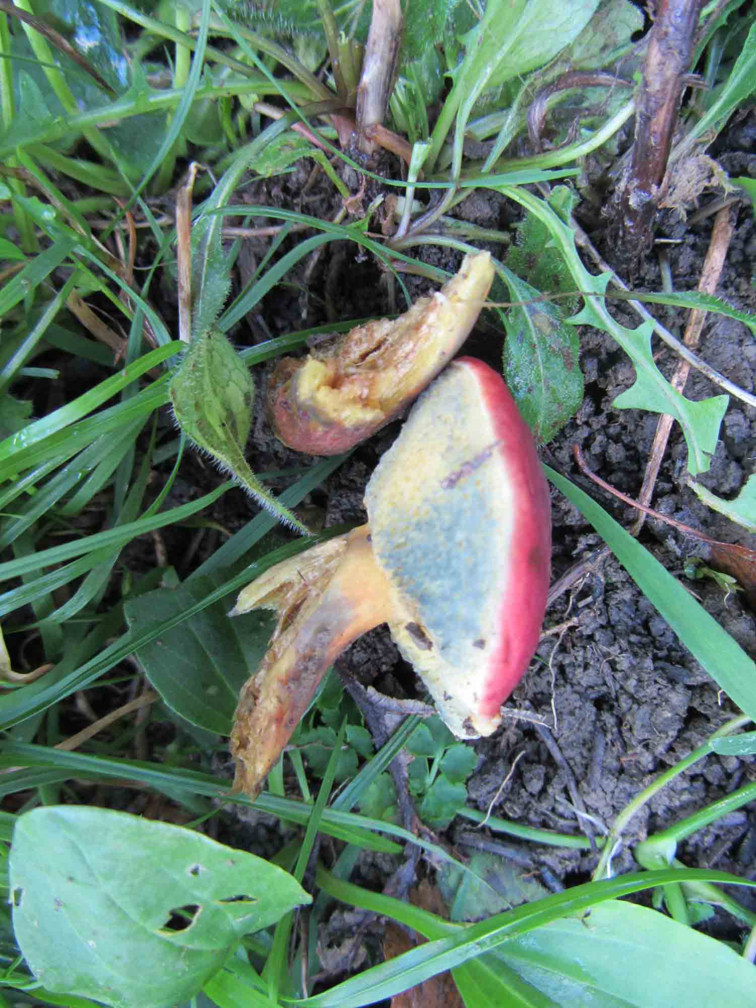 Boletus rosso